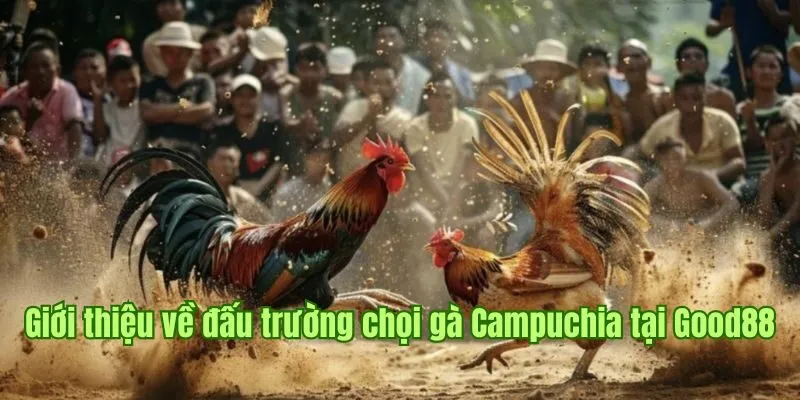 Giới thiệu về đấu trường chọi gà Campuchia tại Good88 