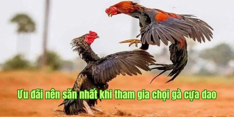 Ưu đãi nên săn nhất khi tham gia chọi gà cựa dao 