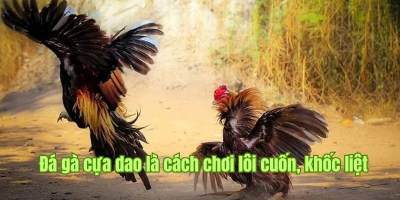 Đá gà cựa dao là cách chơi lôi cuốn, khốc liệt nhưng hấp dẫn